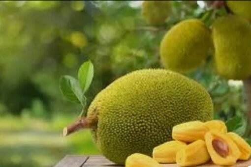 kathal