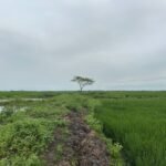 বাংলাদেশে বৃক্ষরোপণ কর্মসূচির সময় গাছ লাগানো হচ্ছে