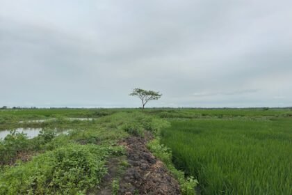 বাংলাদেশে বৃক্ষরোপণ কর্মসূচির সময় গাছ লাগানো হচ্ছে