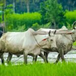 নাটোরে কৃষক কার্ডের তথ্য সংগ্রহ কার্যক্রমের দৃশ্য