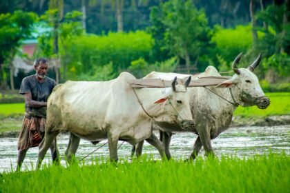 নাটোরে কৃষক কার্ডের তথ্য সংগ্রহ কার্যক্রমের দৃশ্য
