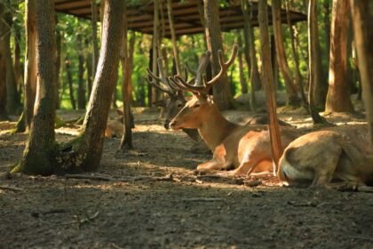 প্রাথমিক বিজ্ঞান প্রশ্নে আবাসস্থল ও অভিযোজন বিষয়ক চিত্র