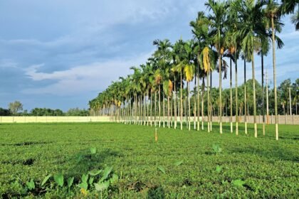 সিরাজগঞ্জে বৃক্ষরোপণ করে সবুজায়ন