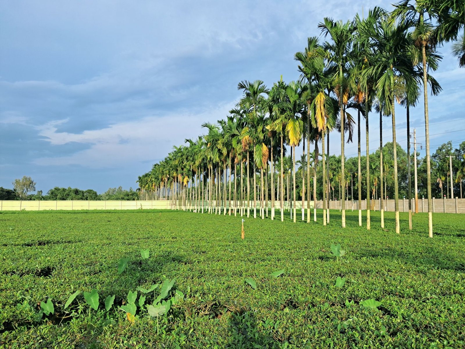 সিরাজগঞ্জে বৃক্ষরোপণ করে সবুজায়ন