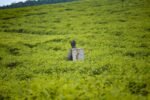 বাংলাদেশ চা বোর্ডের নিয়োগ বিজ্ঞপ্তি ও আবেদন