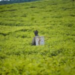 বাংলাদেশ চা বোর্ডের নিয়োগ বিজ্ঞপ্তি ও আবেদন