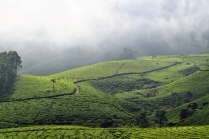 চা বাগান ও ব্যবসায়িক সহযোগিতা বিষয়ক প্রতীকী ছবি