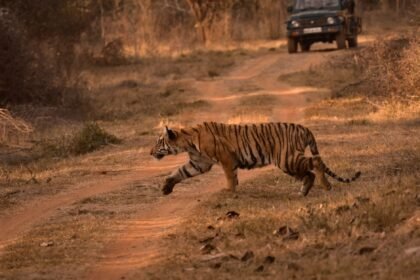 বিশ্ব বাঘ দিবসে সাতক্ষীরায় র্যালি ও আলোচনা সভার দৃশ্য