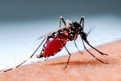 ডেঙ্গু পরিস্থিতি