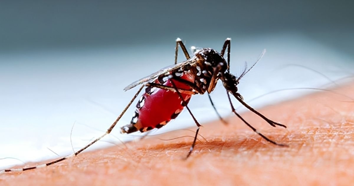 ডেঙ্গু পরিস্থিতি