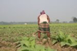 অস্ট্রেলিয়ার কর্মস্থলে বাংলাদেশের একজন প্রবাসী কর্মীর কাজের প্রস্তুতি