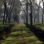 বাংলাদেশ চা বোর্ড নিয়োগ বিজ্ঞপ্তি