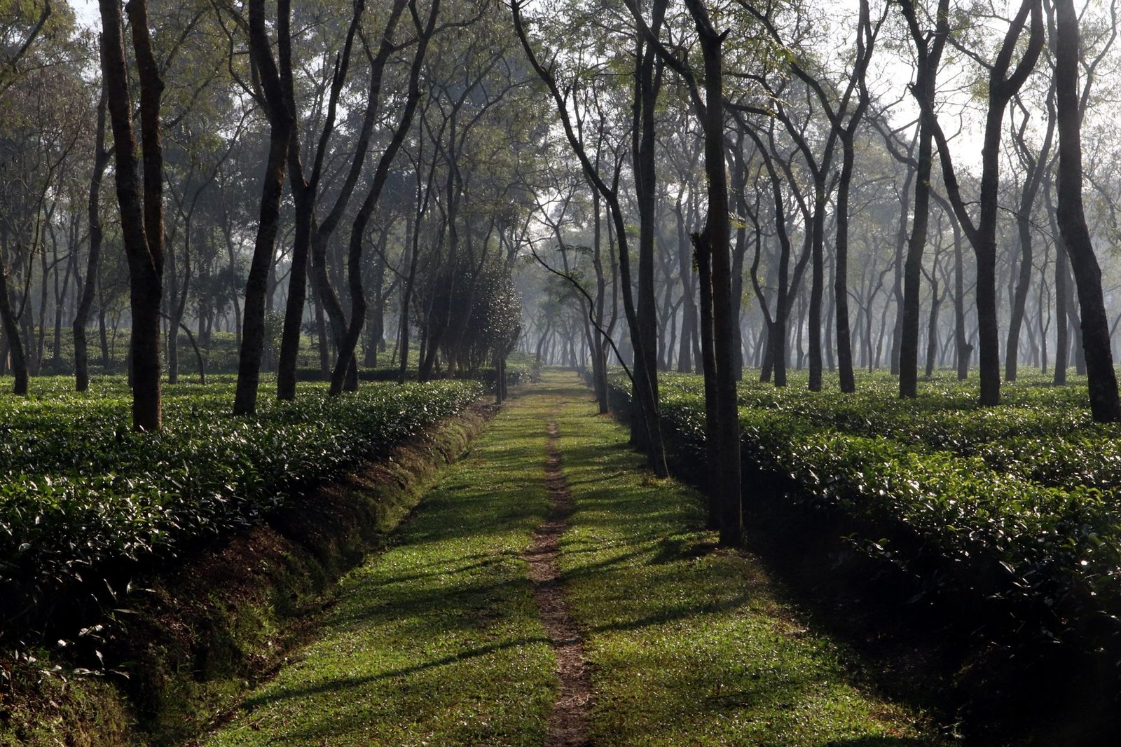 বাংলাদেশ চা বোর্ড নিয়োগ বিজ্ঞপ্তি