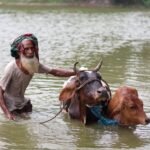 ঠাকুরগাঁওয়ে কিস্তি আদায় নিয়ে অভিযোগ, এনজিও অফিস ও গবাদিপশু প্রসঙ্গ