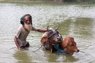 ঠাকুরগাঁওয়ে কিস্তি আদায় নিয়ে অভিযোগ, এনজিও অফিস ও গবাদিপশু প্রসঙ্গ