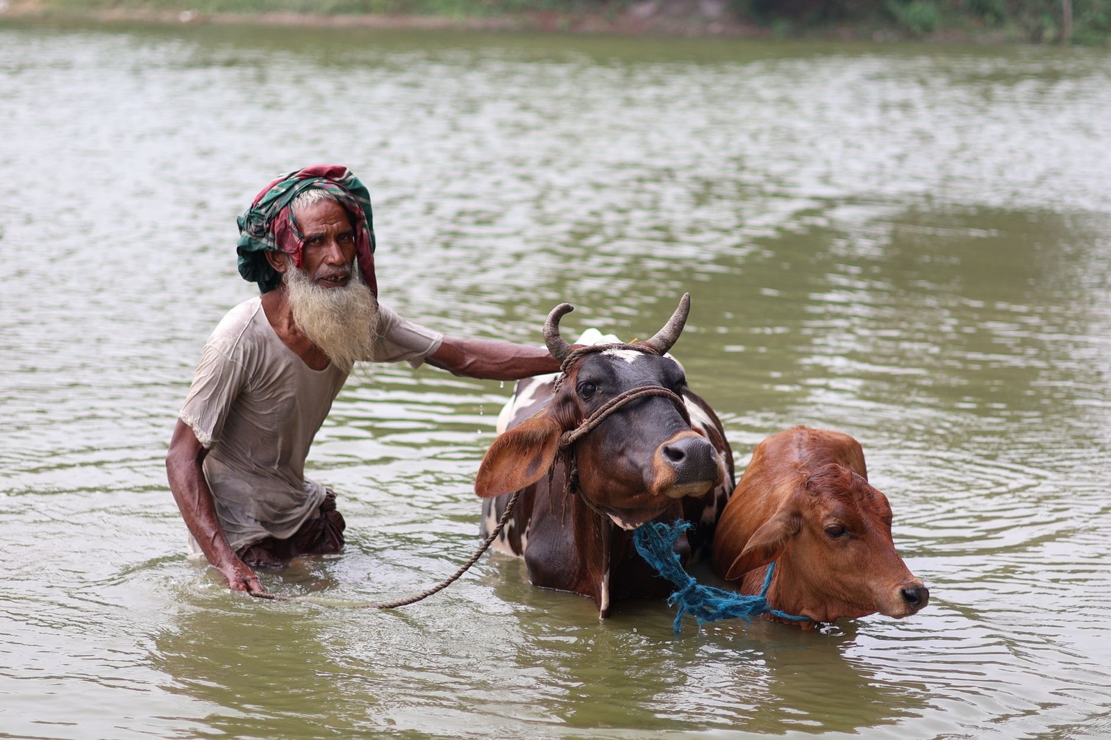 ঠাকুরগাঁওয়ে কিস্তি আদায় নিয়ে অভিযোগ, এনজিও অফিস ও গবাদিপশু প্রসঙ্গ