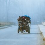 বঙ্গবাজার ও সিদ্দিকবাজার এলাকায় সড়কে চলাচলকারী ঘোড়ার গাড়ি