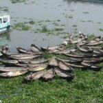কাপ্তাই হ্রদে মাছ ধরার মৌসুমে জেলেরা নৌকায়