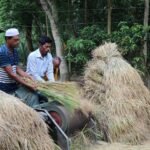 লোডশেডিংয়ের কারণে চালকলের ড্রায়িং প্রক্রিয়ায় সমস্যা, নওগাঁর চালের মান ঝুঁকিতে