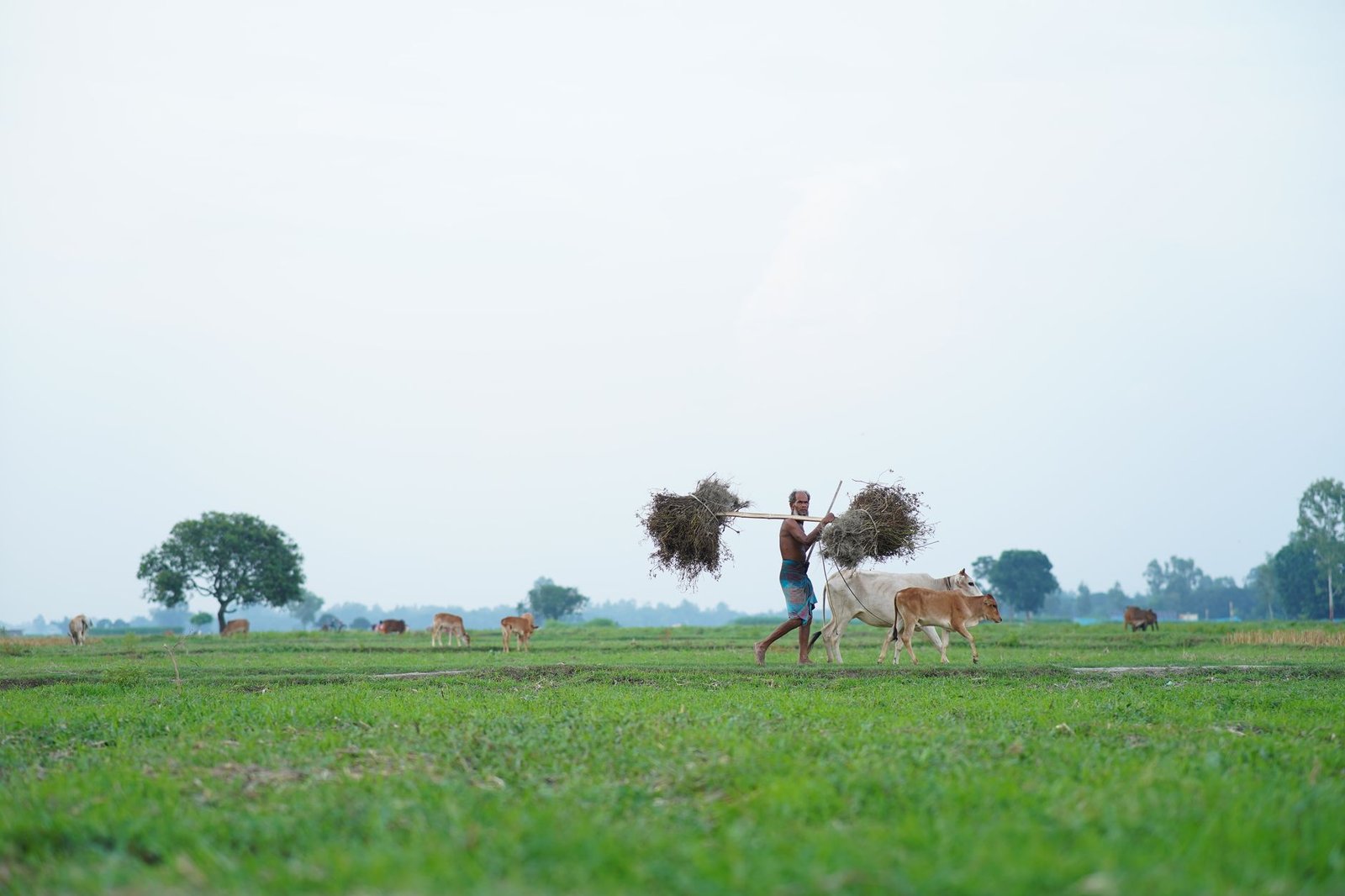 রংপুর অঞ্চলের সবুজ প্রাকৃতিক পরিবেশে উদ্ভিদ ও বাস্তুতন্ত্রের পুনরুজ্জীবনচিত্র