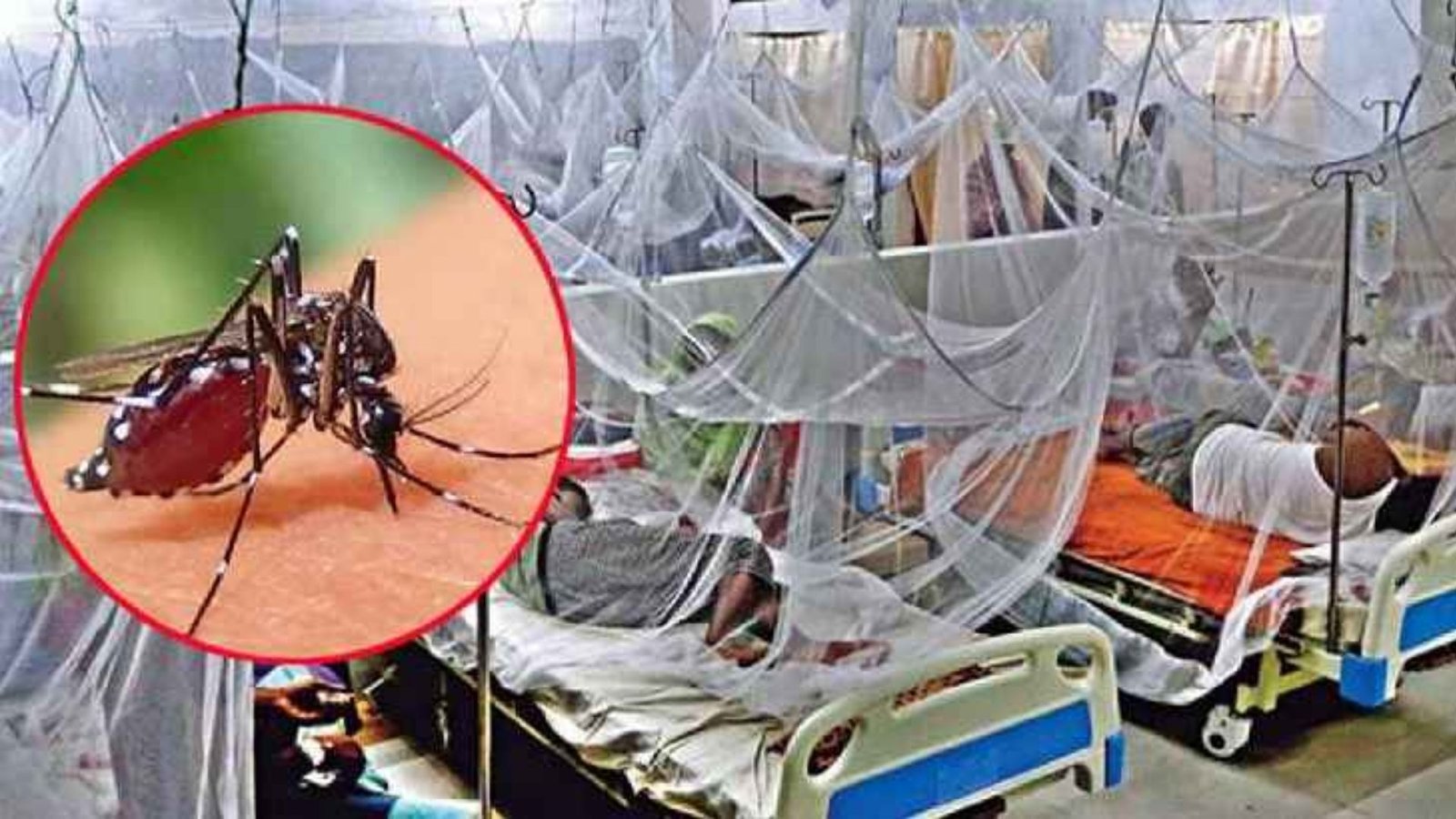 ডেঙ্গু পরিস্থিতি