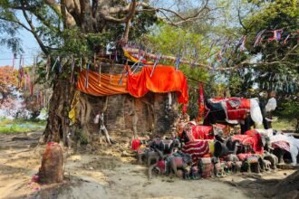ভৈরবে রেলওয়ের জায়গায় অনুমতি ছাড়া শতবর্ষী বটগাছ কাটার ঘটনার প্রতীকী ছবি