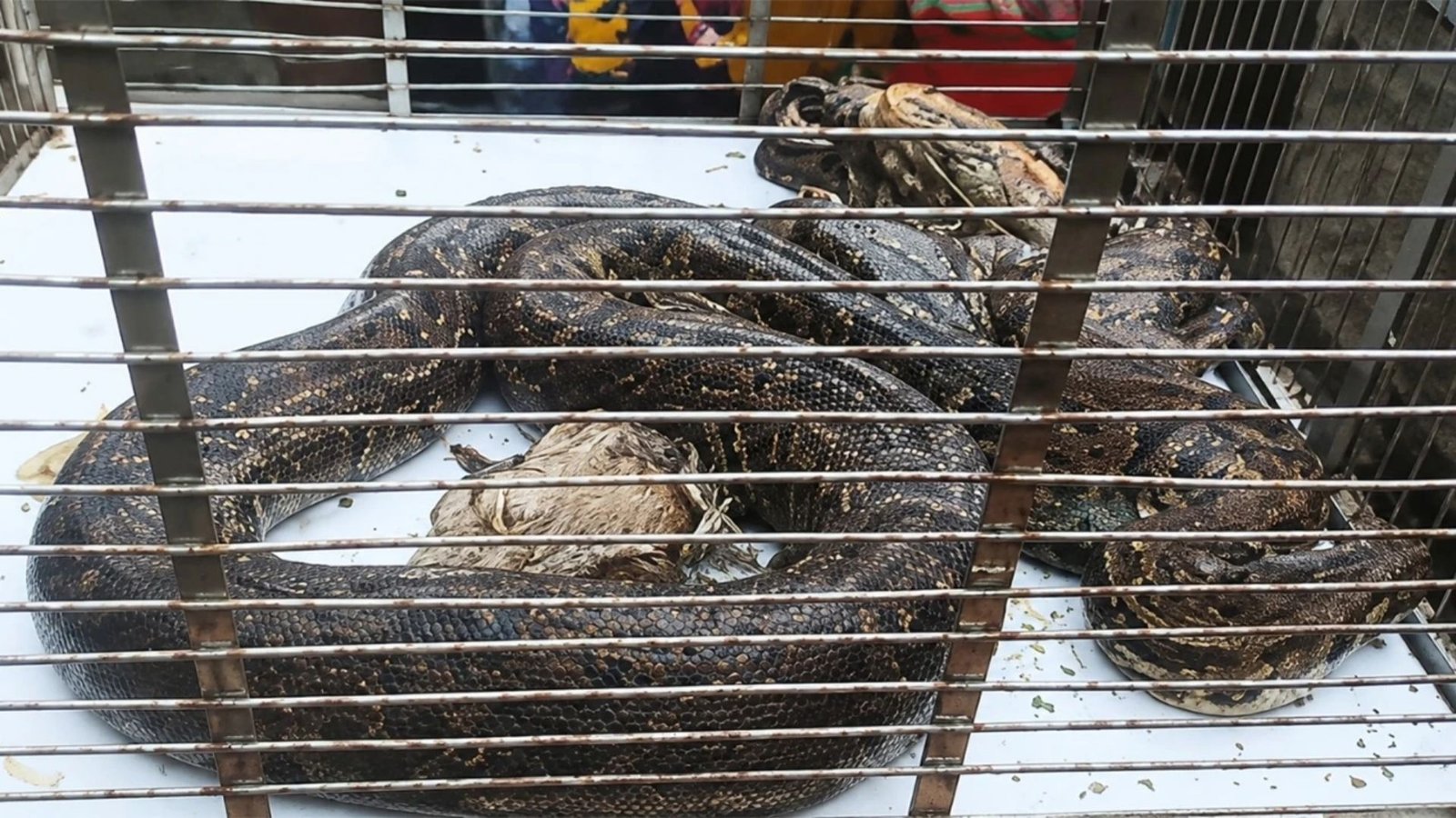 হাঁসের খোপে অজগর